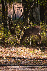 Deer in Fall Forest