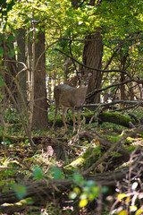 Deer in Forest
