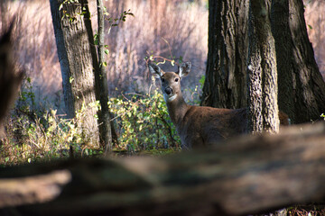 Deer in Forest