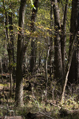 Deer in the Forest