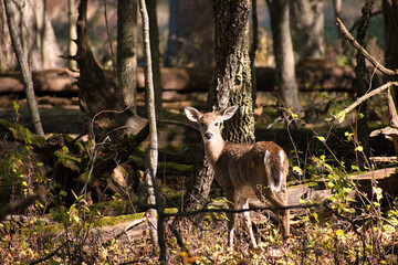 Deer in the Forest