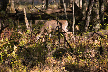 Deer in the Forest