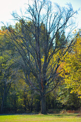 autumn trees in the park