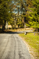 Autumn in the Forest on a Country Road