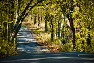 Autumn in the Forest on a Country Road