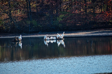 swans on the lake