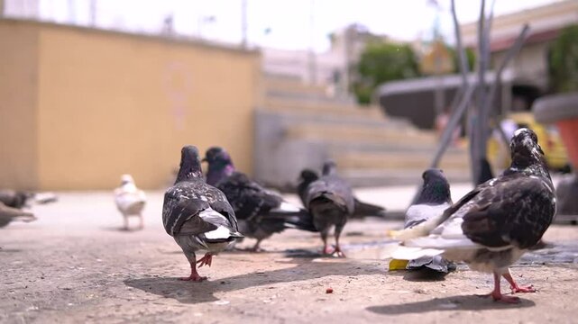 palomas comiendo 