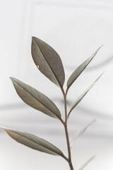 Close up of green leaves on a blurred background, Zamioculcas Zamiifolia Black, House plant - Zamioculcas Zamiifolia Black ZZ Plant Rare Aroid Air Purifier