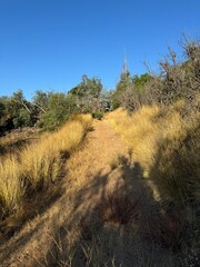 Obraz premium trail through the grass in the forest - Escondido, California