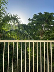 A bright morning sun peeks through lush palm leaves, casting shadows on a white balcony in Costa Rica. Clear blue sky. Tropical vibe. For serene, nature-themed decor.