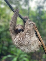 A baby sloth hangs from a branch in a lush, blurred jungle background. Its fur is damp and...