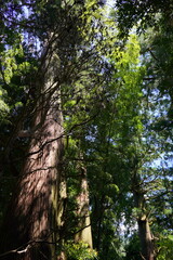 熊野古道　巨木