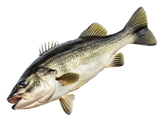 Fototapeta premium Bass swimming in sunny freshwater, cut out - stock png.