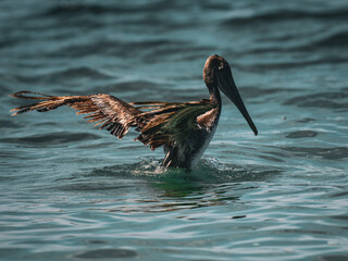 Pelican bathing in the sea