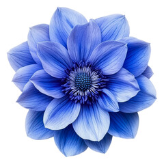Beautiful blue flower with intricate petal details, cut out - stock png.
