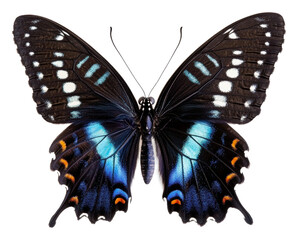 Naklejka premium Vivid blue and black patterned butterfly, cut out - stock png.