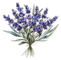 Fototapeta premium Lavender bouquet illustration on white, cut out - stock png.
