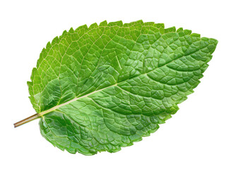 Mint leaf isolated on transparent background
