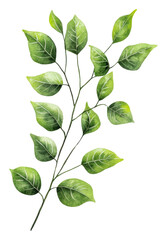 Fototapeta premium Vibrant green leaves on a detailed branch, cut out - stock png.
