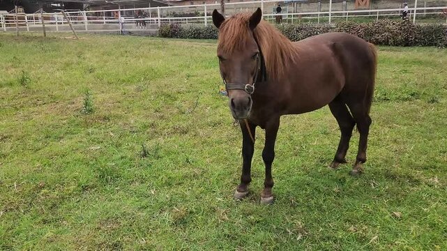 A mare and a foal graze on a blooming field on a summer day. The concept of farming, animal husbandry, agriculture, horse breeding. 4K 4096x2160