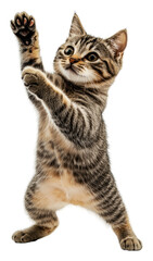 Striped kitten dancing on white, cut out - stock png.