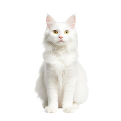 Obraz premium White cat sitting Isolated