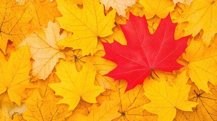 Fototapeta premium Red Maple Leaf Among Yellow Autumn Leaves