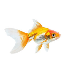 Goldfish Isolated