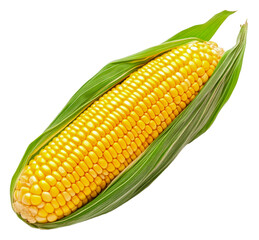 Freshly harvested corn on the cob with husk, cut out - stock png.