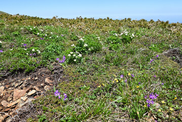 Obraz premium Mount. Tairappyou and Sennokura, Gunma, Japan