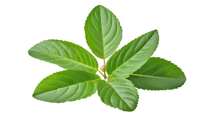 Fototapeta premium dumbell gym isolated on transparency bakground