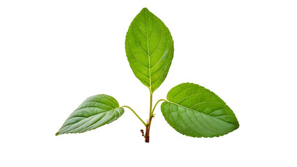 Fototapeta premium isolated close image leaf on white background