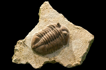 Fossil of Extinct Trilobite in Museum Exhibit