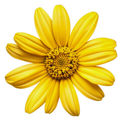 Obraz premium Intricate petals of a yellow daisy, cut out - stock png.