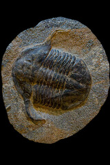 Fossil of Extinct Trilobite in Museum Exhibit
