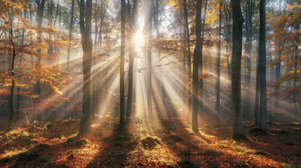 Fototapeta premium Deciduous Forest of Beech Trees with Leafs Changing Colour Illuminated by Sunbeams through Fog at Sunrise in Autumn