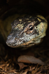 The lace monitor, also known as the tree goanna, is a member of the monitor lizard family native to eastern Australia.