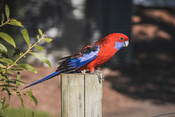 red-winged macaw