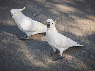 white cockatoo birds in the park