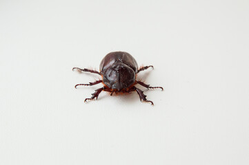 close-up: European rhinoceros beetle male on the white background