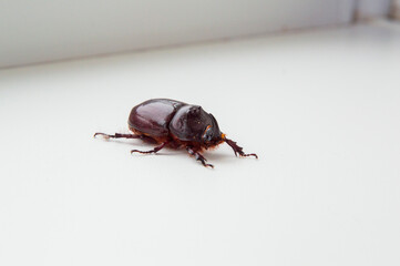 close-up: European rhinoceros beetle male on the egde of window sill