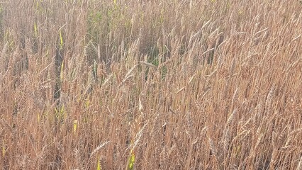 Vibrant golden wheat field basking in the sun s glow on a summer day