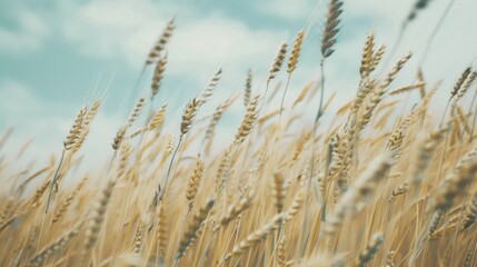 Fototapeta premium Golden Wheat Field Under a Blue Sky
