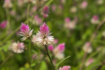 Fototapeta premium Celosia argentea