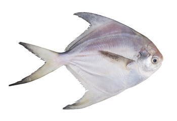 Fresh silver pomfret fish isolated on white background.
