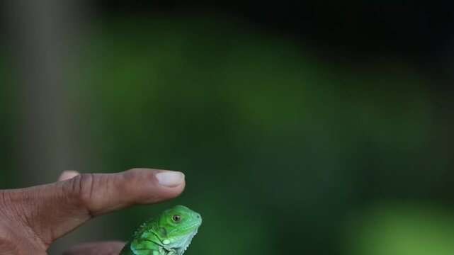 Iguana bebe en manos de un Campesino dandole cari&ntilde;o