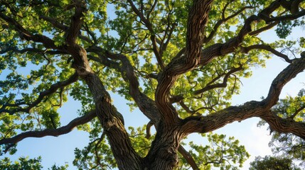 Looking Up at a Majestic Tree