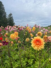 Obraz premium flowers and sky