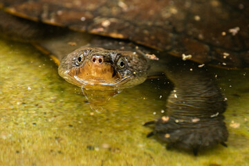 The Mary River turtle is an endangered species of short-necked turtle in the family Chelidae. The species is endemic to the Mary River in south-east Queensland, Australia.