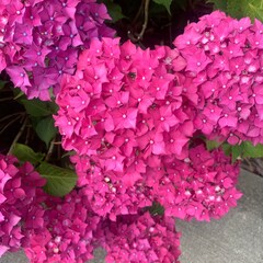 Fototapeta premium pink hydrangea flowers